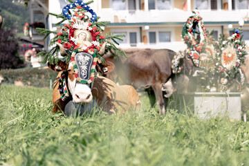 Geschm&uuml;ckte Kuh beim Almabtrieb