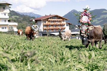 Almabtrieb in Tirol
