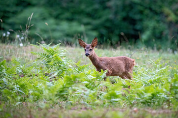 Chevreuil (capreolus capreolus) faon en été. Alpes. France