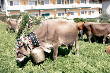 Almabtrieb im Zillertal
