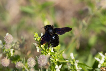 Blauschwarze Holzbiene (Xylocopa violacea)