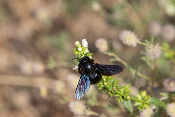 Blauschwarze Holzbiene (Xylocopa violacea)