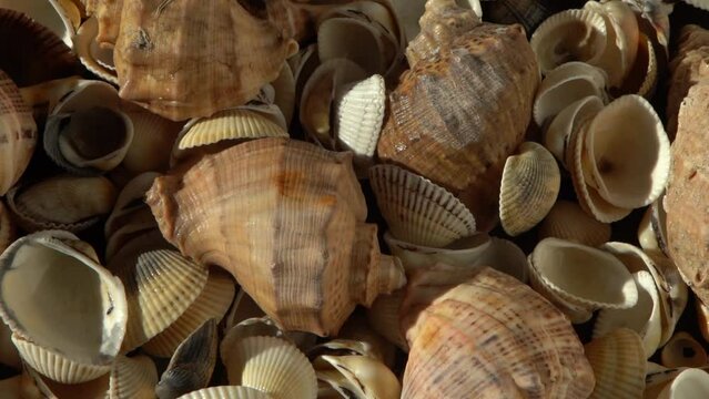 Sea shells on the beach. Summer background. Rapan conch shell top view. Beige light color. Aesthetic minimalism. Nature beauty. Mixed multi colorful seashells. Ocean coast. Seashell sun light