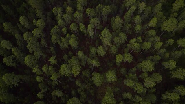 Aerial footage of a majestic pine forest