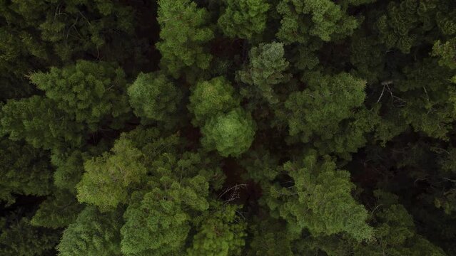 Aerial footage of a pine forest in M&eacute;xico, spruce trees