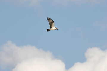 Fischadler (Pandion haliaetus)