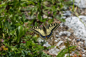 Schwalbenschwanz (Papilio machaon)