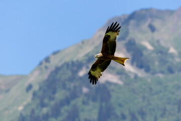 Rotmilan (Milvus milvus)