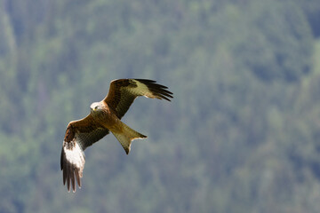 Rotmilan (Milvus milvus)