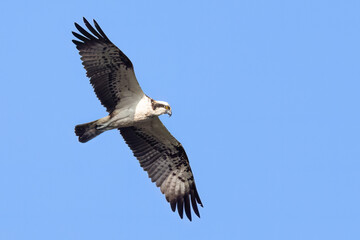 Fischadler (Pandion haliaetus)