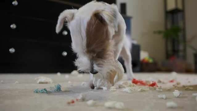 Domestic dog Jack Russell terrier, tore a toy at home on the carpet. Bad dog. Close up view