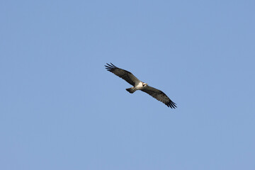 Fischadler (Pandion haliaetus)
