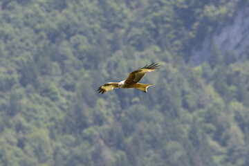 Rotmilan (Milvus milvus)