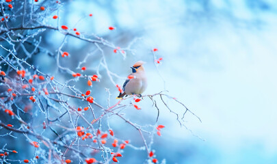 Beautiful Bombycilla garrulus sitting in the winter on a rose hip and looking for food. © Jiří Fejkl