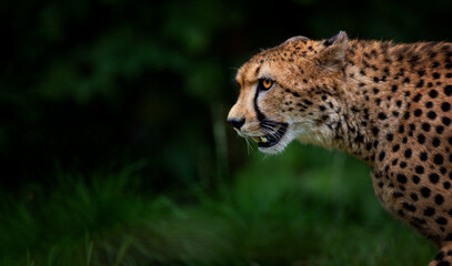 The rare gepard Acinonyx jubatus hunts for prey quietly and watches.