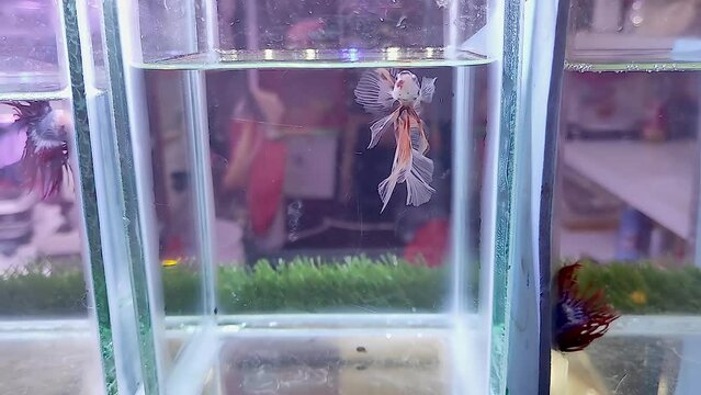 A betta fish is docking at its opponent next door, Bekasi, Indonesia - 14 Aug 2023