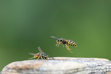 Deutsche Wespe (Vespula germanica)