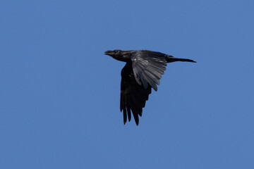Kolkrabe (Corvus corax)