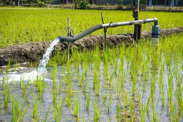 Irrigation of rice fields using pump wells with the technique of pumping water from the ground to...