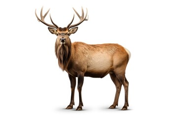 elk on white