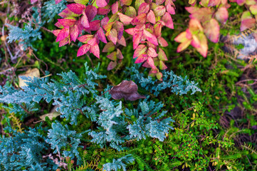 A close-up of a garden bed with a variety of green, blue, and pink plants.