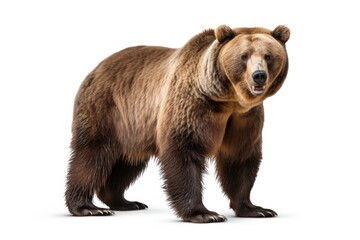 grizzly bear on white