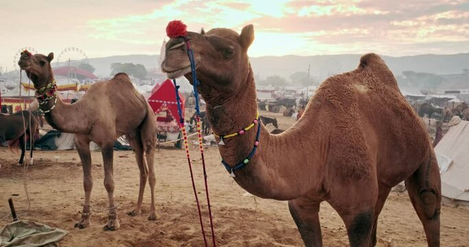 Camels at Pushkar mela camel fair festival in field waiting for trade at sunrise. Famous indian festival kartik mela. Pushkar, Rajasthan, India, Asia
