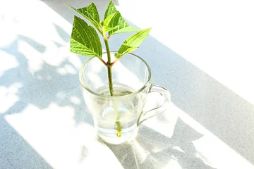 Rolgordijnen Shrub cuttings: hydrangea cuttings in a glass bowl on the kitchen table, shadows from objects © MARYIA