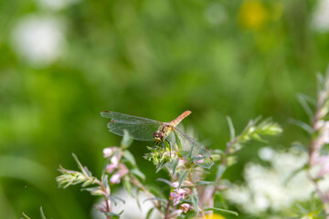 Heidelibelle