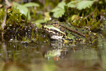 Grünfrosch  (Pelophylax „esculentus“)