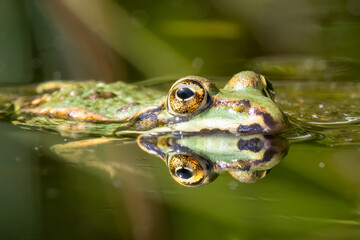 Grünfrosch  (Pelophylax „esculentus“)
