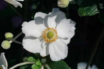 bright Anemone flower with white petals. beautiful garden flower in bloom 