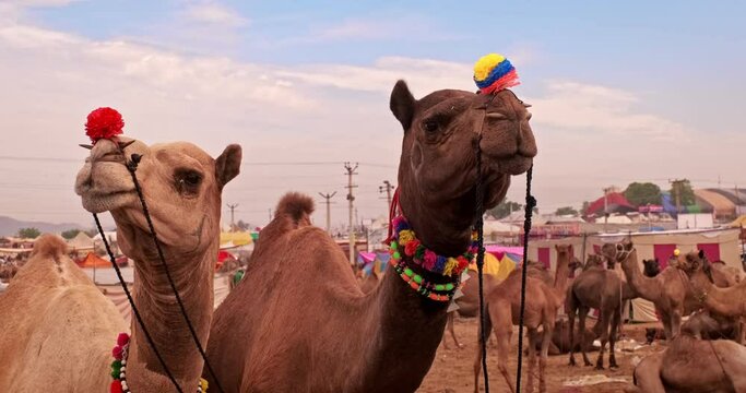 Beautiful camel couple at Pushkar mela camel fair in field. Camels decorated with flower garland. Famous indian festival. Pushkar, Rajasthan, India, Asia