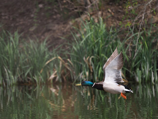 Stockente (Anas platyrhynchos)