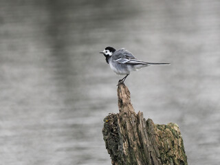 Bachstelze (Motacilla alba)