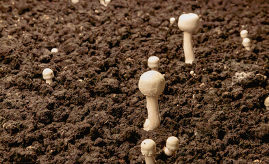 white mushrooms cultivation
