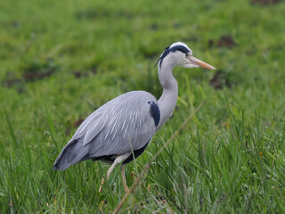 Graureiher (Ardea cinerea)