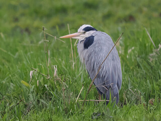 Graureiher (Ardea cinerea)