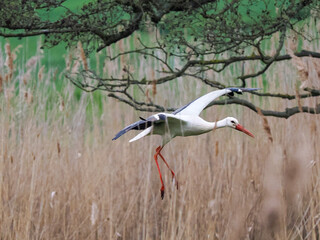 Weißstorch (Ciconia ciconia)