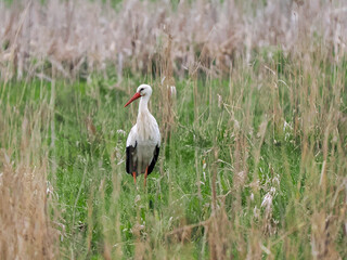 Weißstorch (Ciconia ciconia)