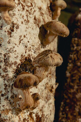 close up on mushrooms cultivation