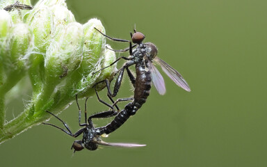 Fliegen Kopulation