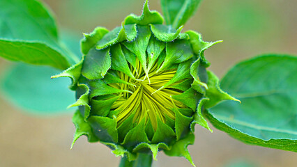 Close up photo with a sunflower bud. Sunflower not yet opened.