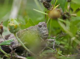 Blauflügelige Ödlandschrecke (Oedipoda caerulescens)