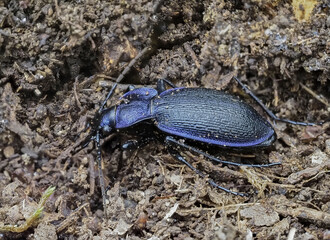lauviolette Waldlaufkäfer (Carabus problematicus)