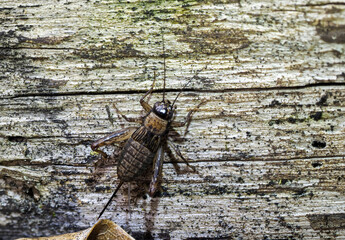 Waldgrille (Nemobius sylvestris)