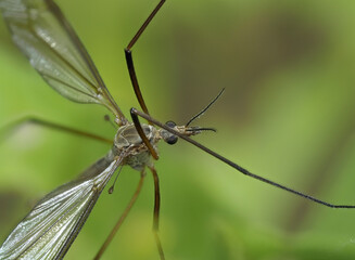 Tipula vernalis (Frühlingsschnake)