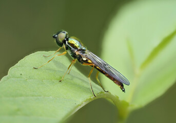 Zweipunkt-Dungwaffenfliege (Sargus bipunctatus)
