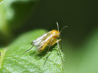Fototapeta na wymiar Pilzmücke (Mycetophilidae)