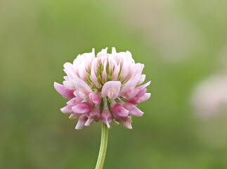 Schwedenklee (Trifolium hybridum)